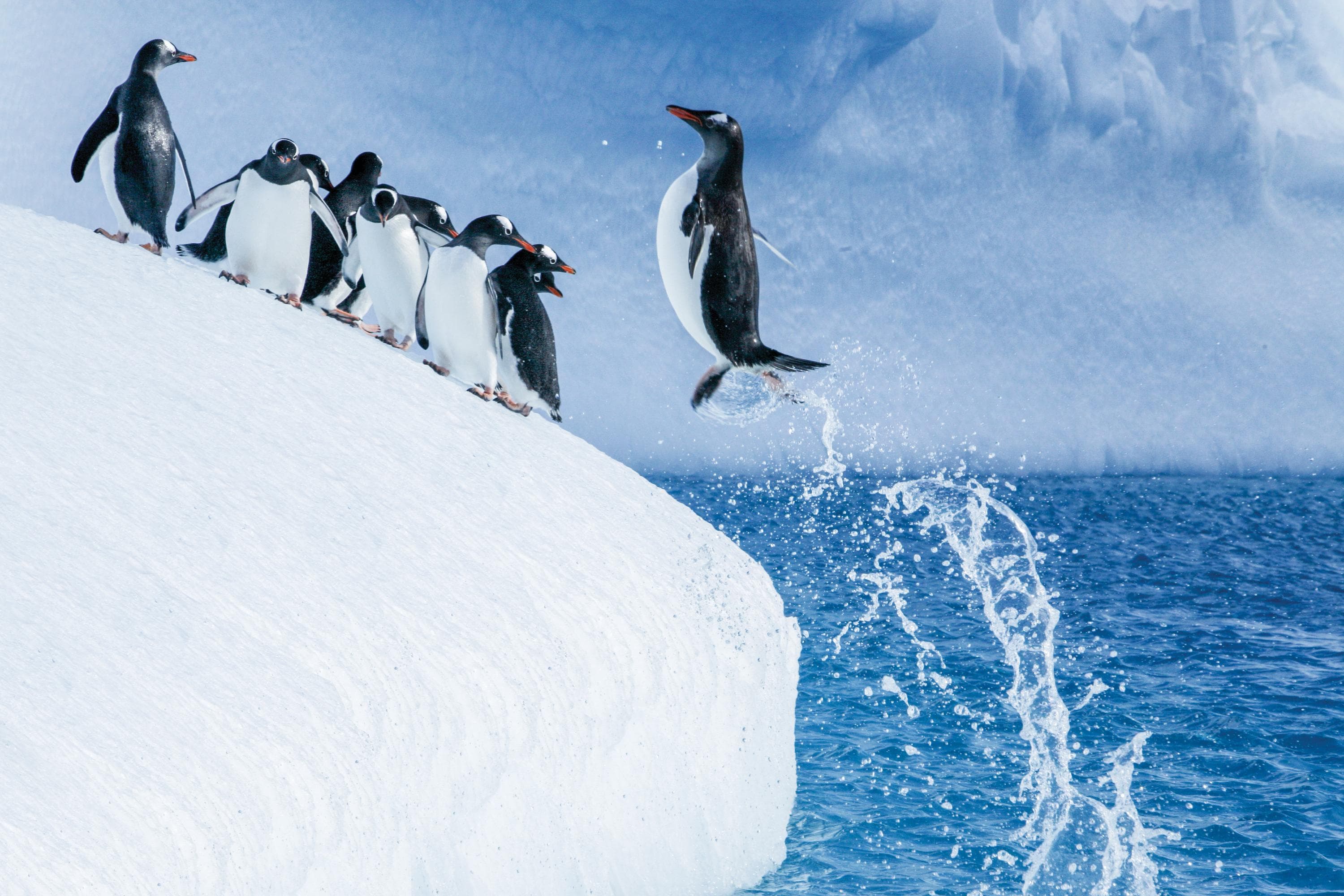 A Gentoo penguin jumps out of the water in Antarctica